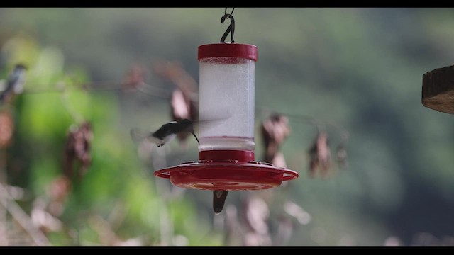 Rufous-breasted Hermit - ML409727291