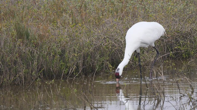 Grue blanche - ML409727321