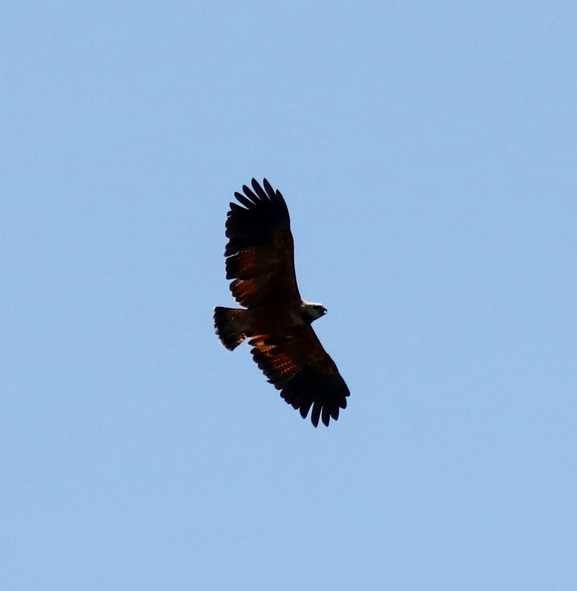 Black-collared Hawk - ML409727401