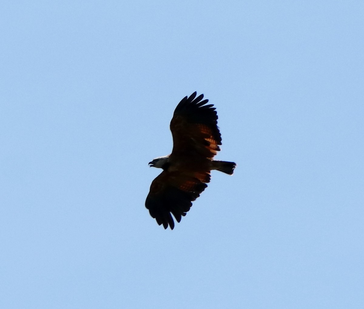 Black-collared Hawk - ML409727501