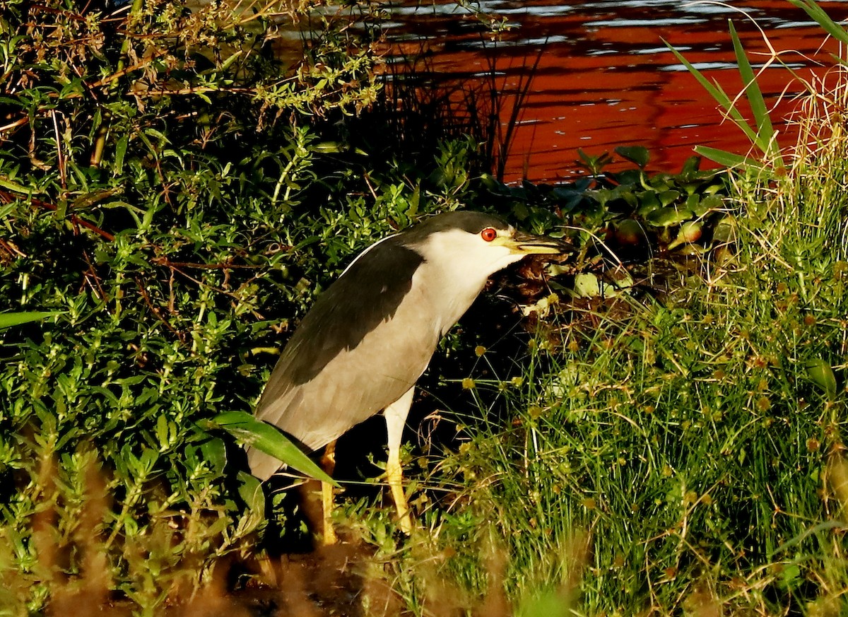 Black-crowned Night Heron - ML409728001