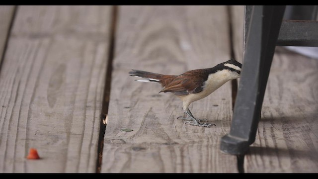 Bicolored Wren - ML409728181