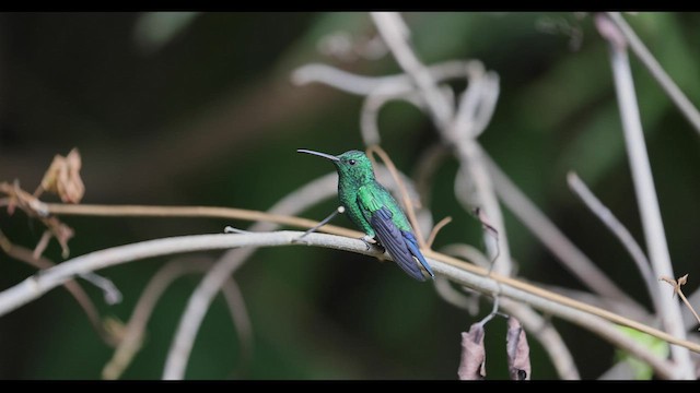 Steely-vented Hummingbird - ML409728341