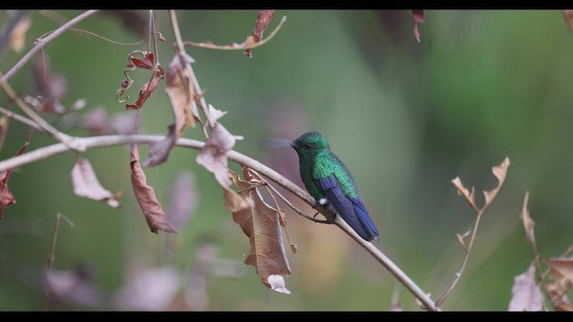 Steely-vented Hummingbird - ML409728431