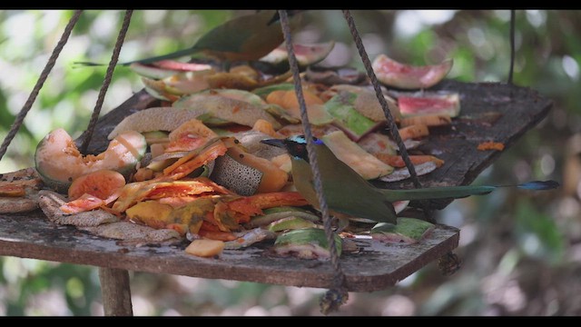 Motmot caraïbe (groupe subrufescens) - ML409729161