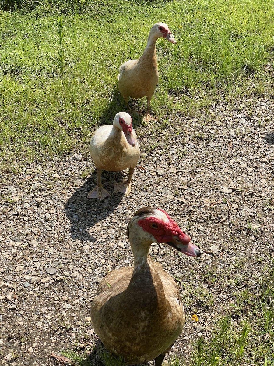 Muscovy Duck (Domestic type) - ML409730971