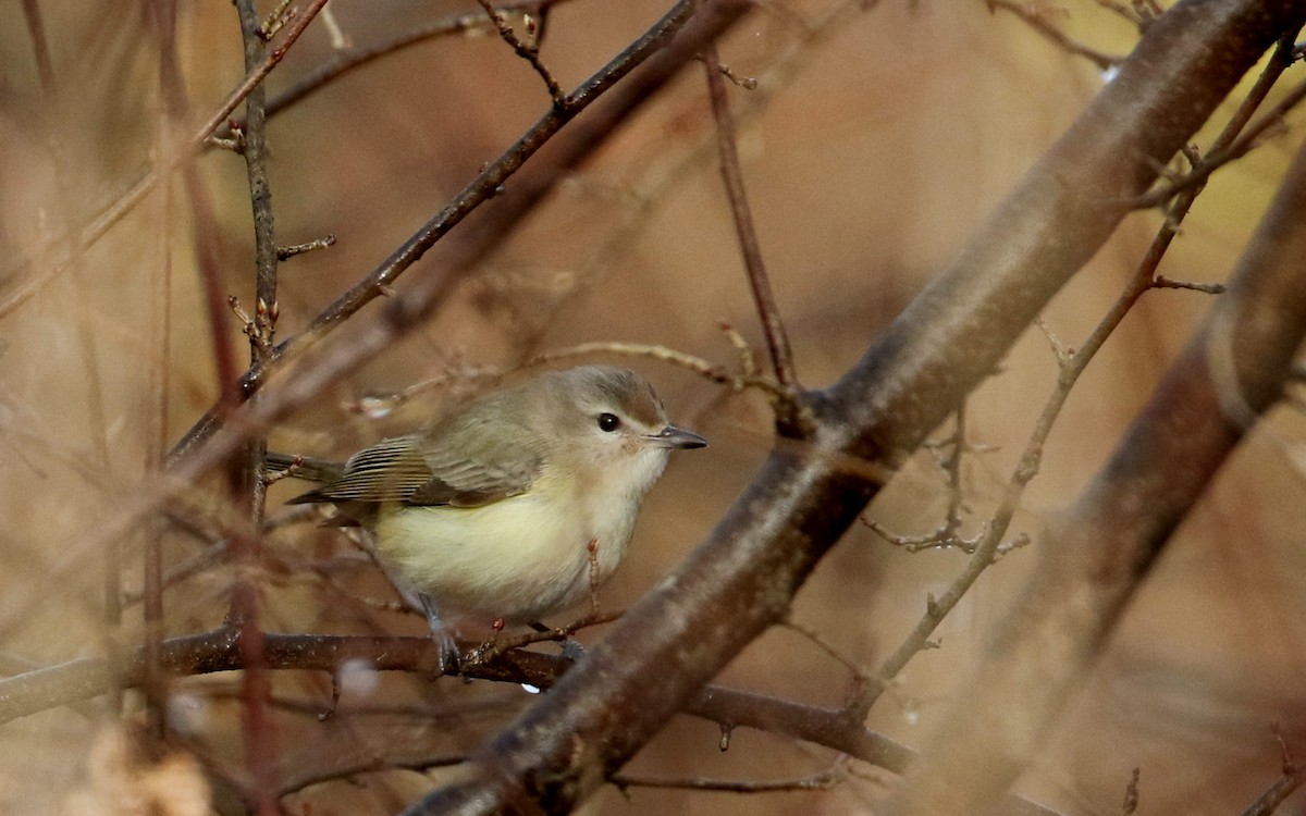 Warbling Vireo - ML40973471