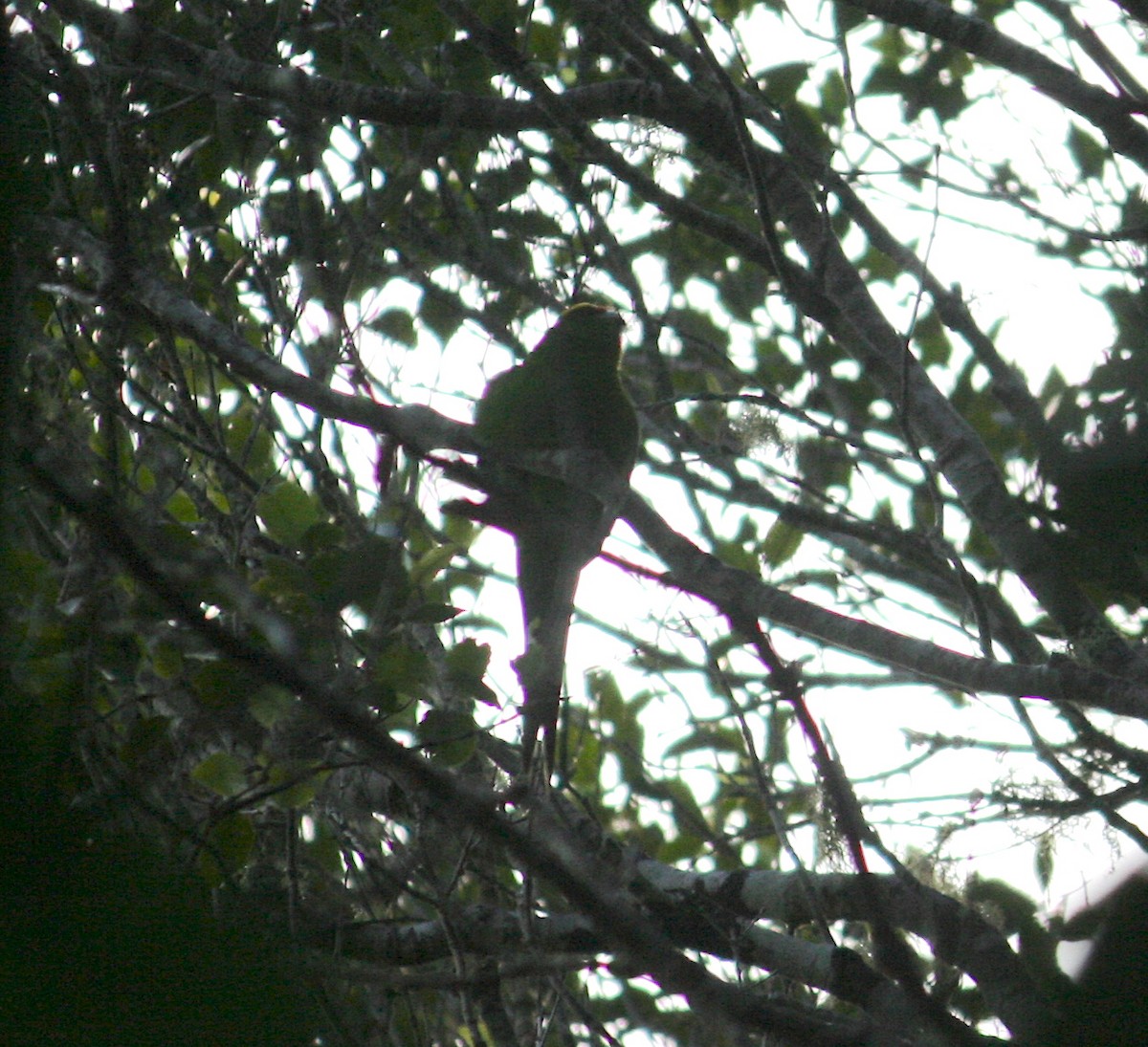 Yellow-crowned Parakeet - ML409735731
