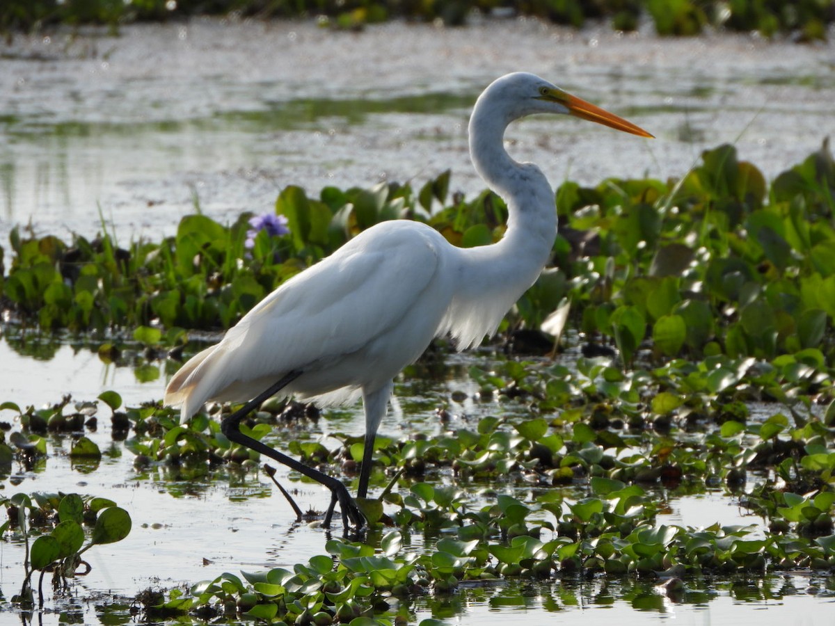 Great Egret - ML409736351