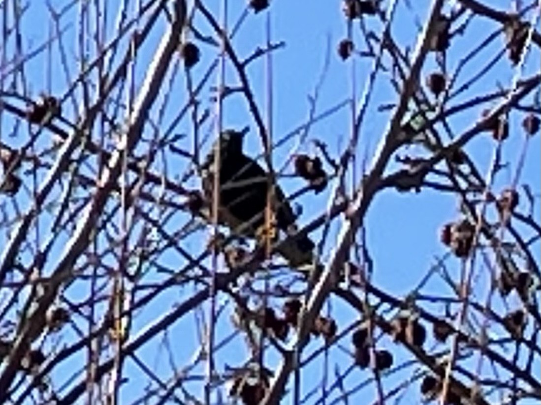 Rusty Blackbird - ML409739601