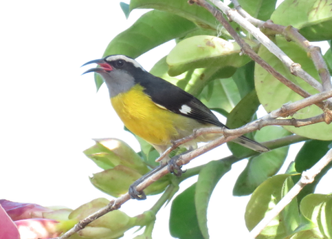 Bananaquit - ML409739711