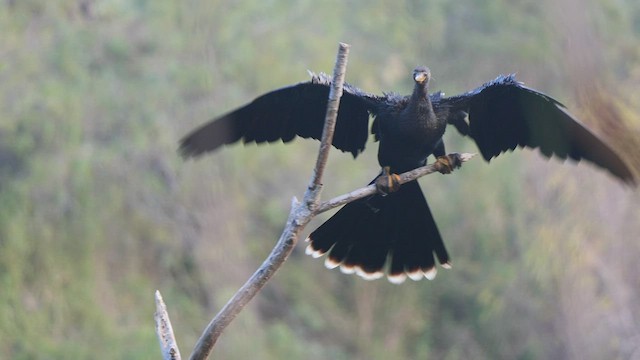 Amerika-Schlangenhalsvogel - ML409739761