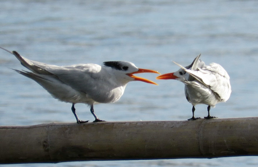 Royal Tern - ML409739841