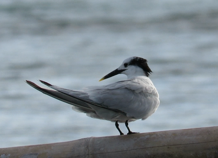 Sandwich Tern - ML409739891