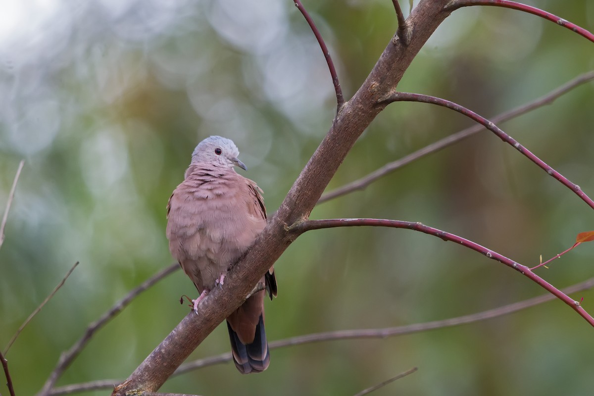 Ruddy Ground Dove - Gabriel Bonfa