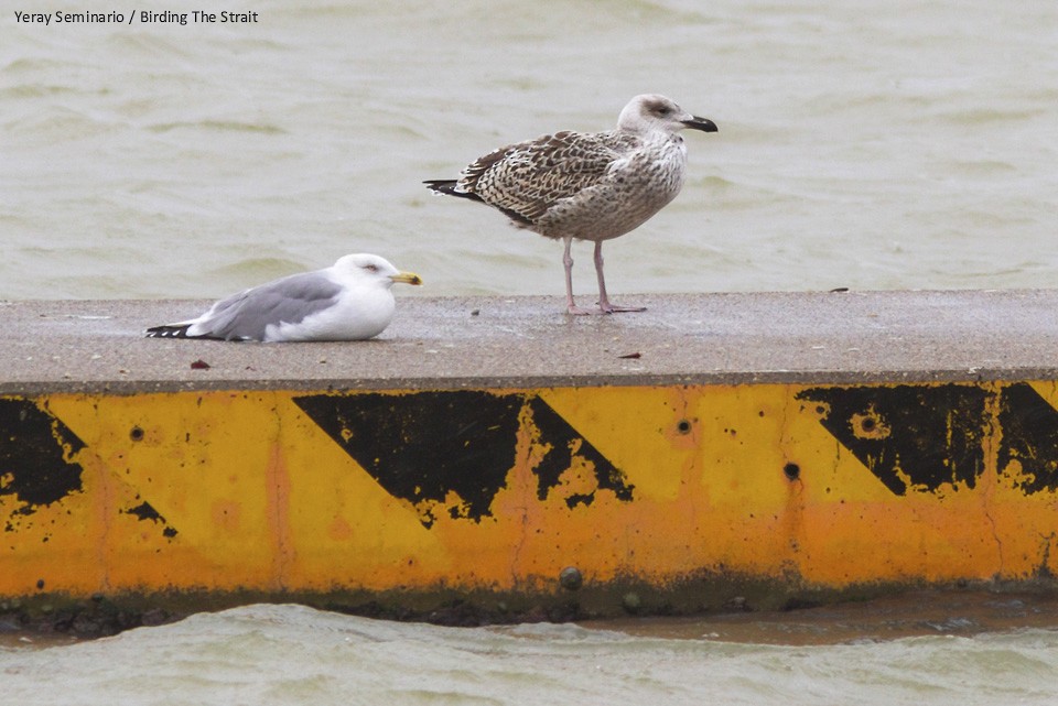 Great Black-backed Gull - ML40974021