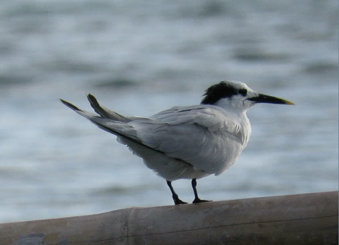 Sandwich Tern - ML409740531