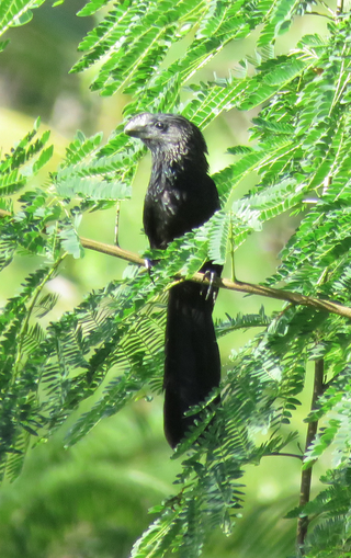 Smooth-billed Ani - ML409741931