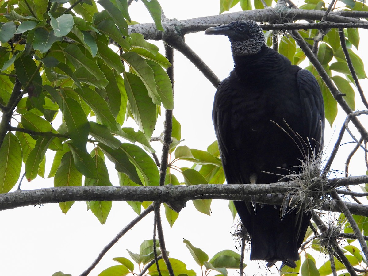 Black Vulture - ML409743391