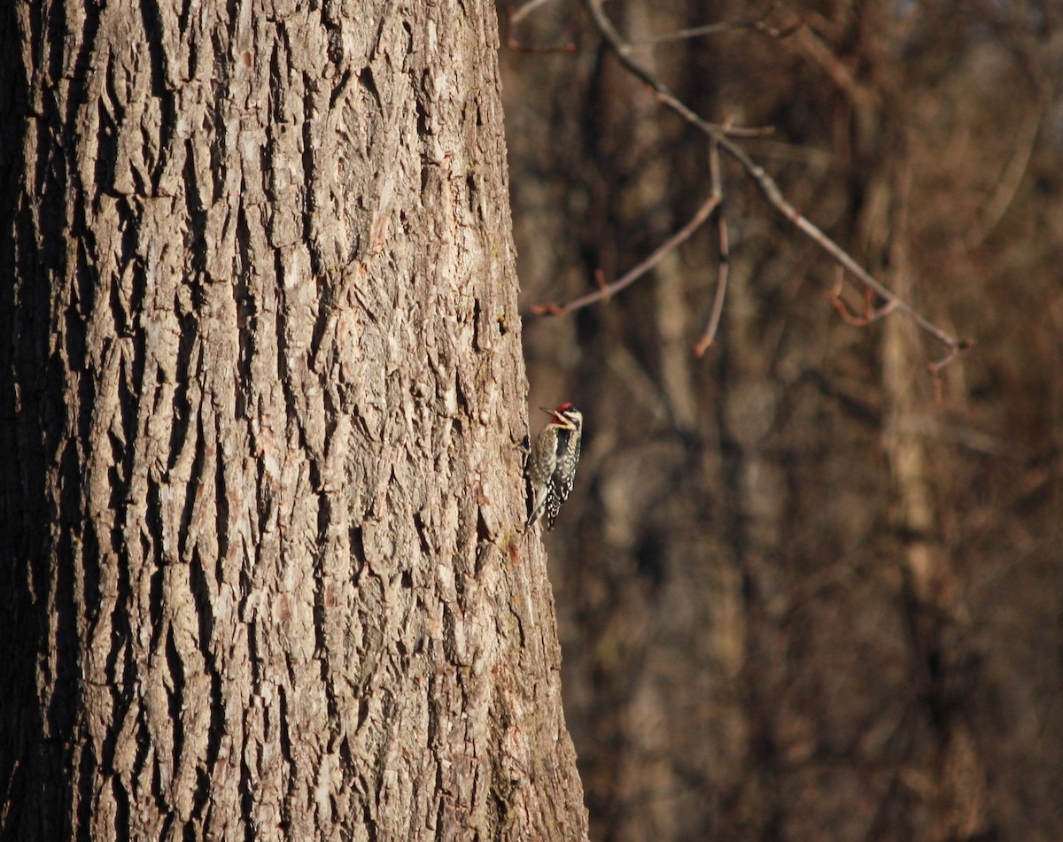 Yellow-bellied Sapsucker - ML409743561