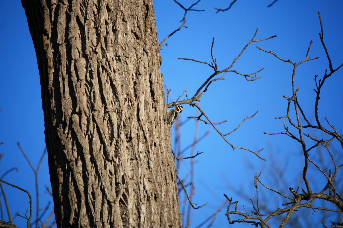 Yellow-bellied Sapsucker - ML409743591