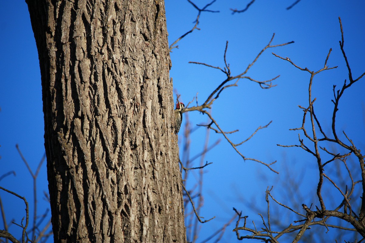 Yellow-bellied Sapsucker - ML409743601