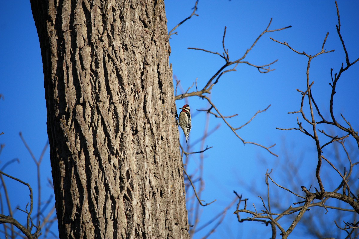Yellow-bellied Sapsucker - ML409743941