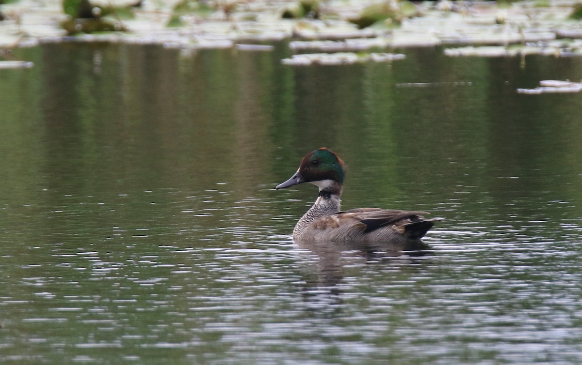 Falcated Duck - ML40974411