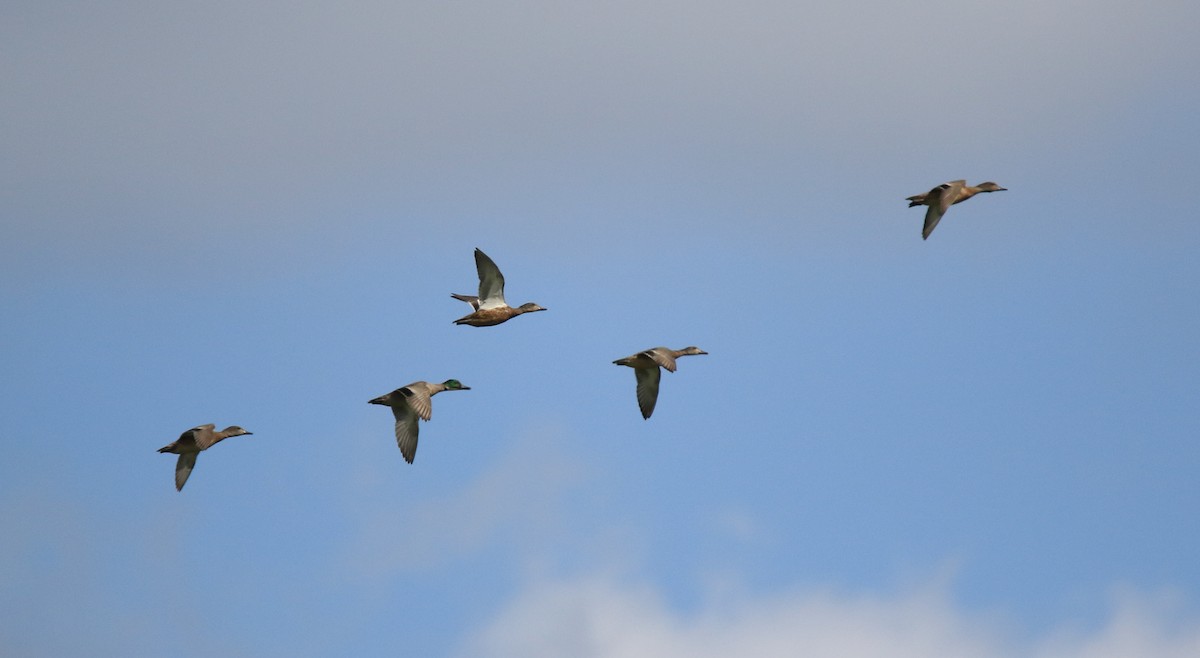 Falcated Duck - ML40974431