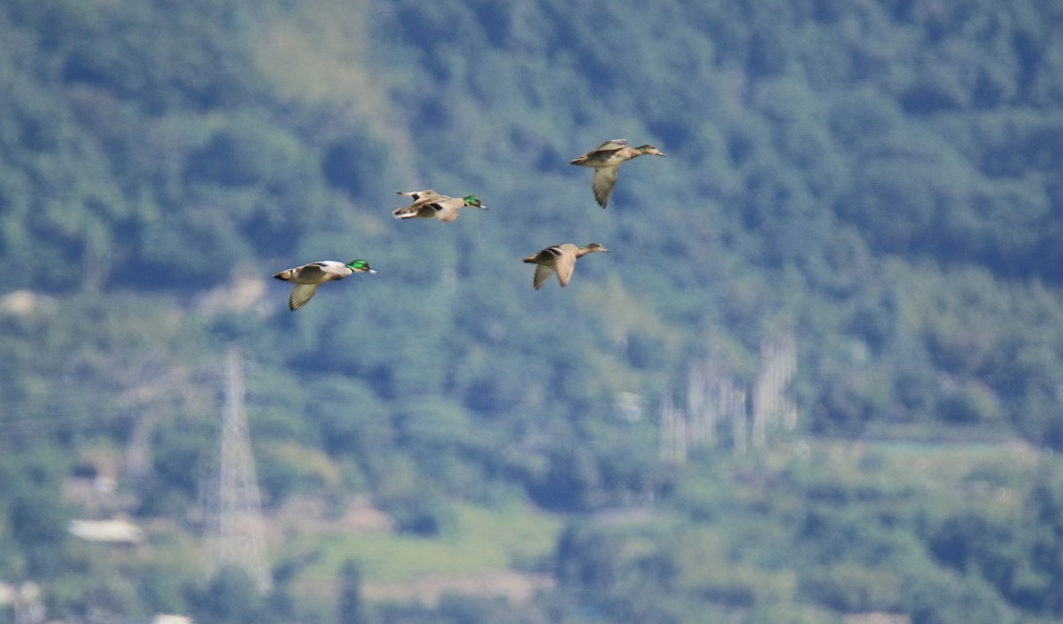 Falcated Duck - Allen Lyu