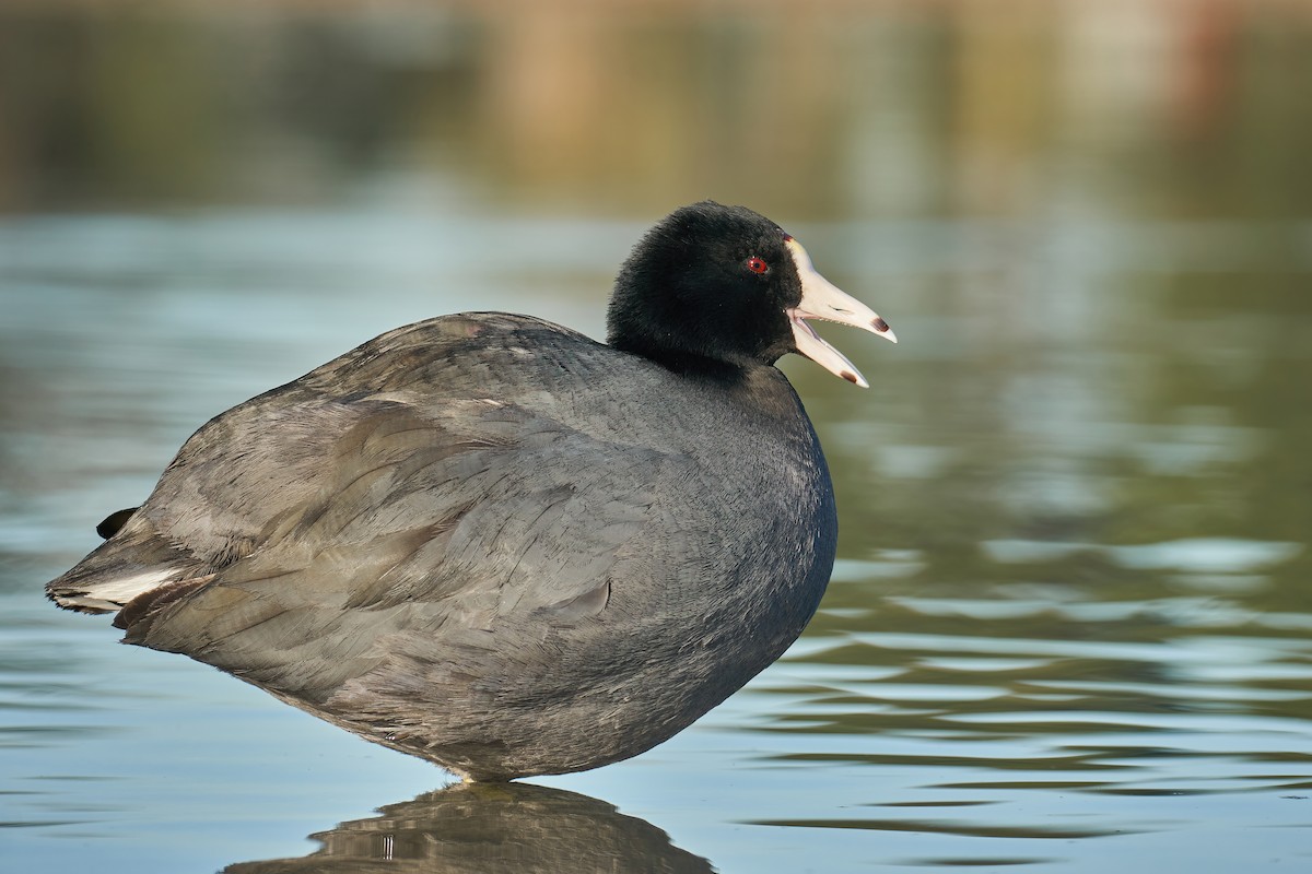 American Coot - ML409745781