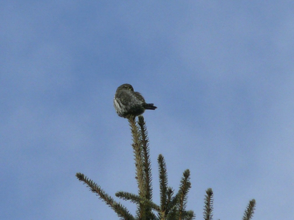 Northern Pygmy-Owl - Douglas Leighton