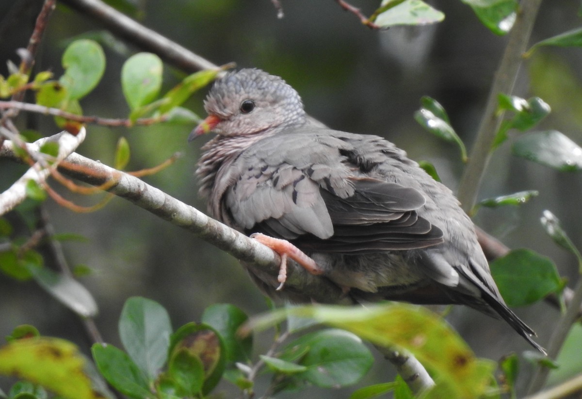 Common Ground Dove - Joel Adams