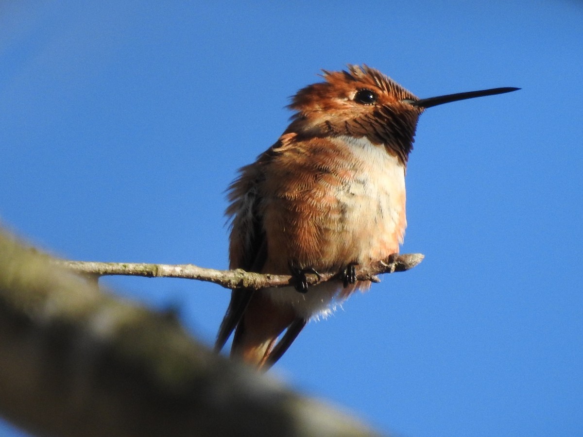 Rufous Hummingbird - ML409746421