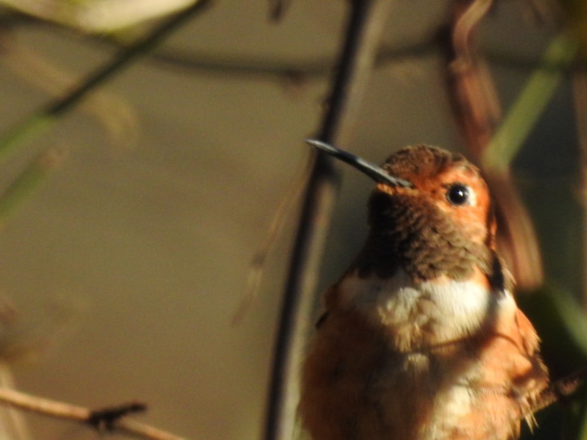 Rufous Hummingbird - ML409746431