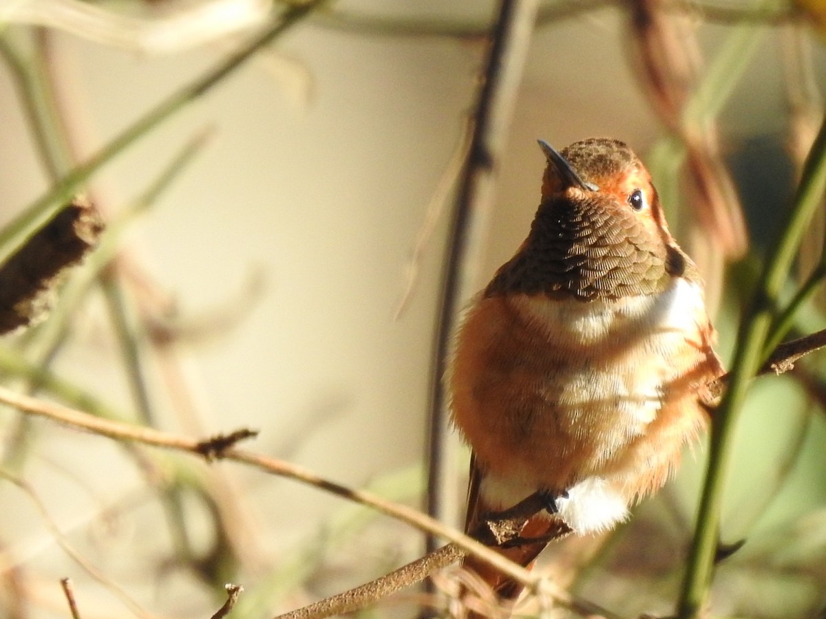 Rufous Hummingbird - ML409746441