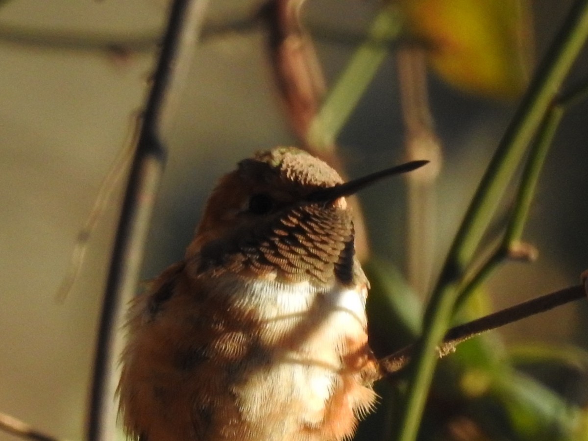 Rufous Hummingbird - ML409746451