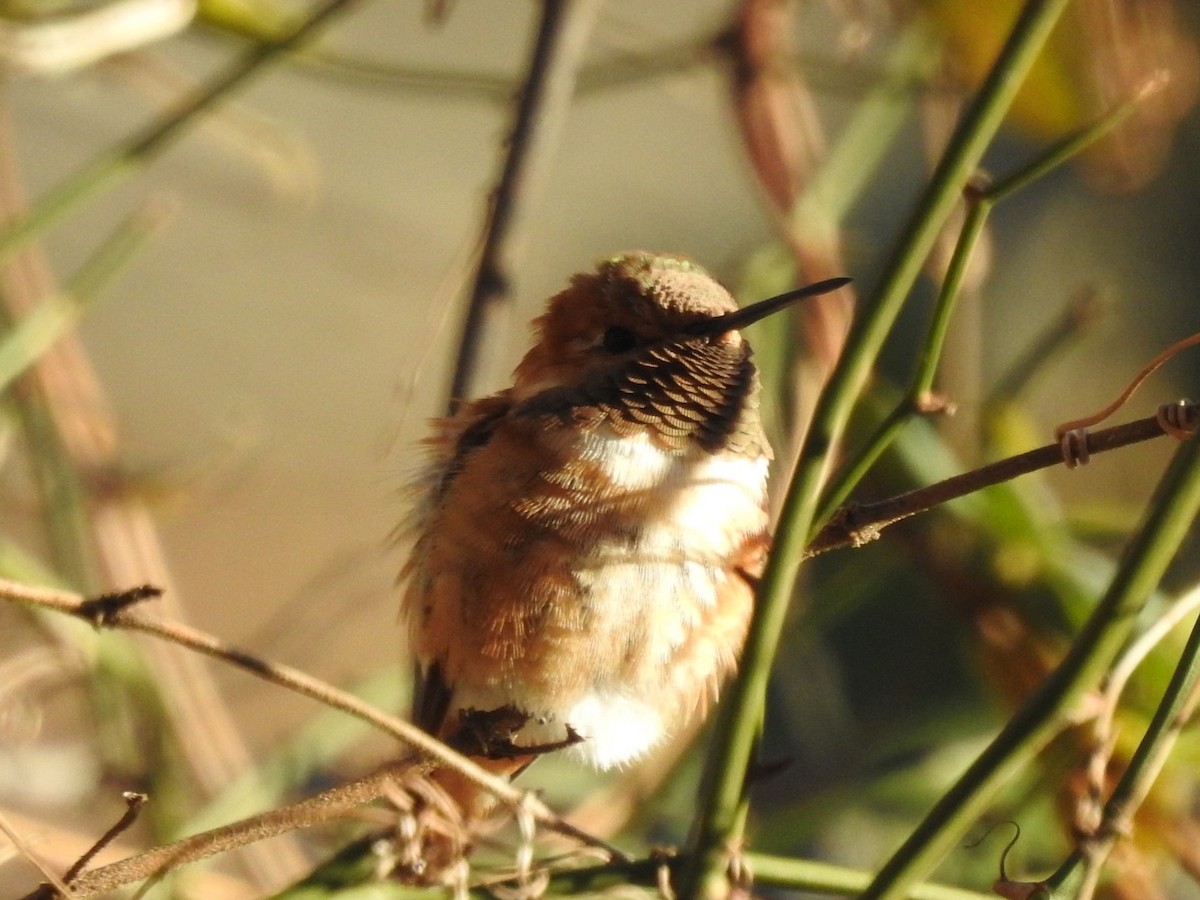 Rufous Hummingbird - ML409746461