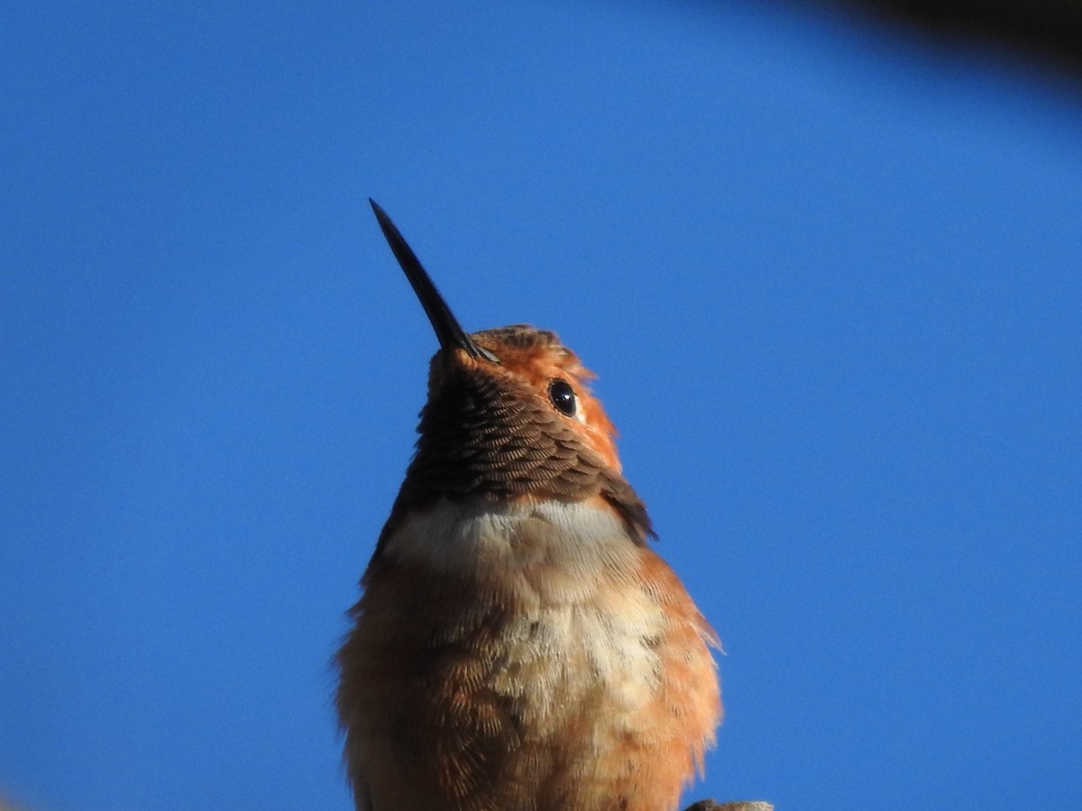 Rufous Hummingbird - ML409746471