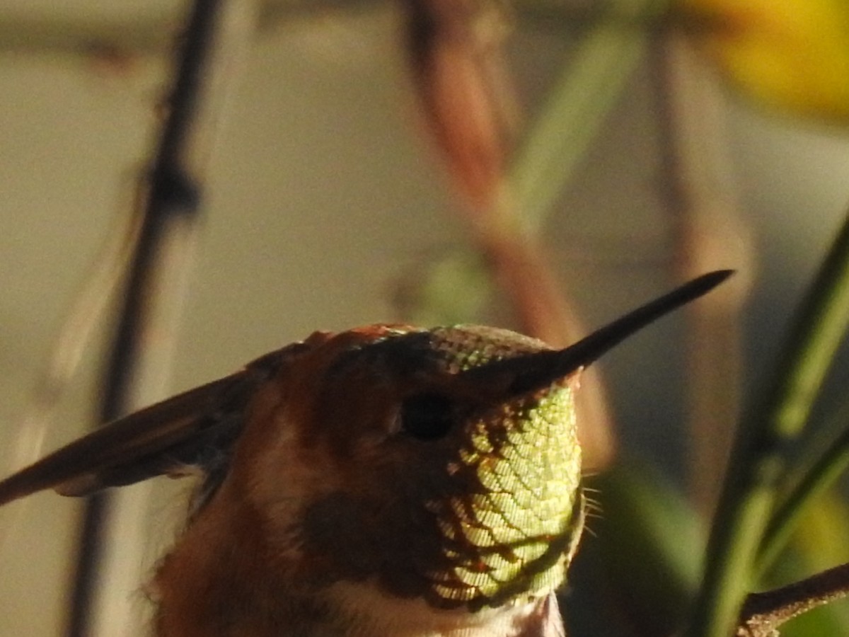 Rufous Hummingbird - ML409746521
