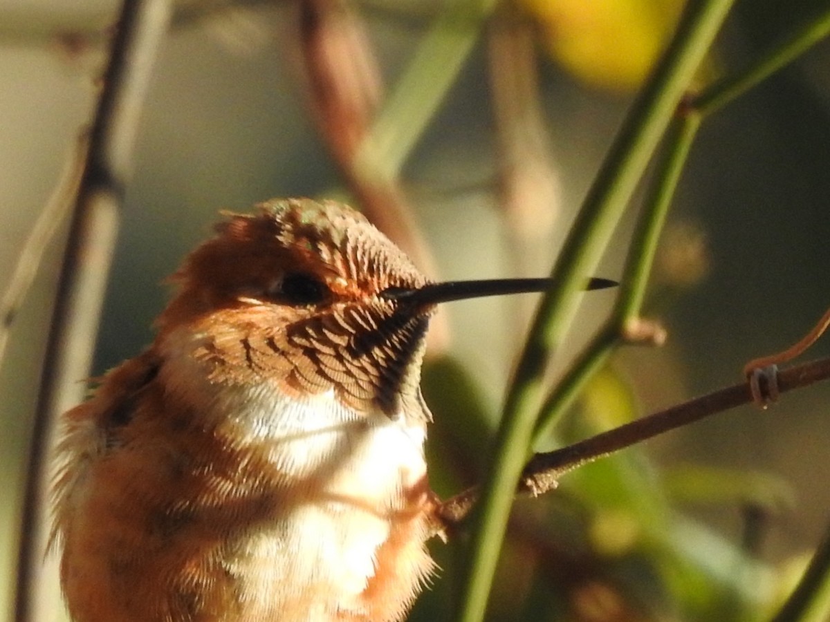 Rufous Hummingbird - ML409746541