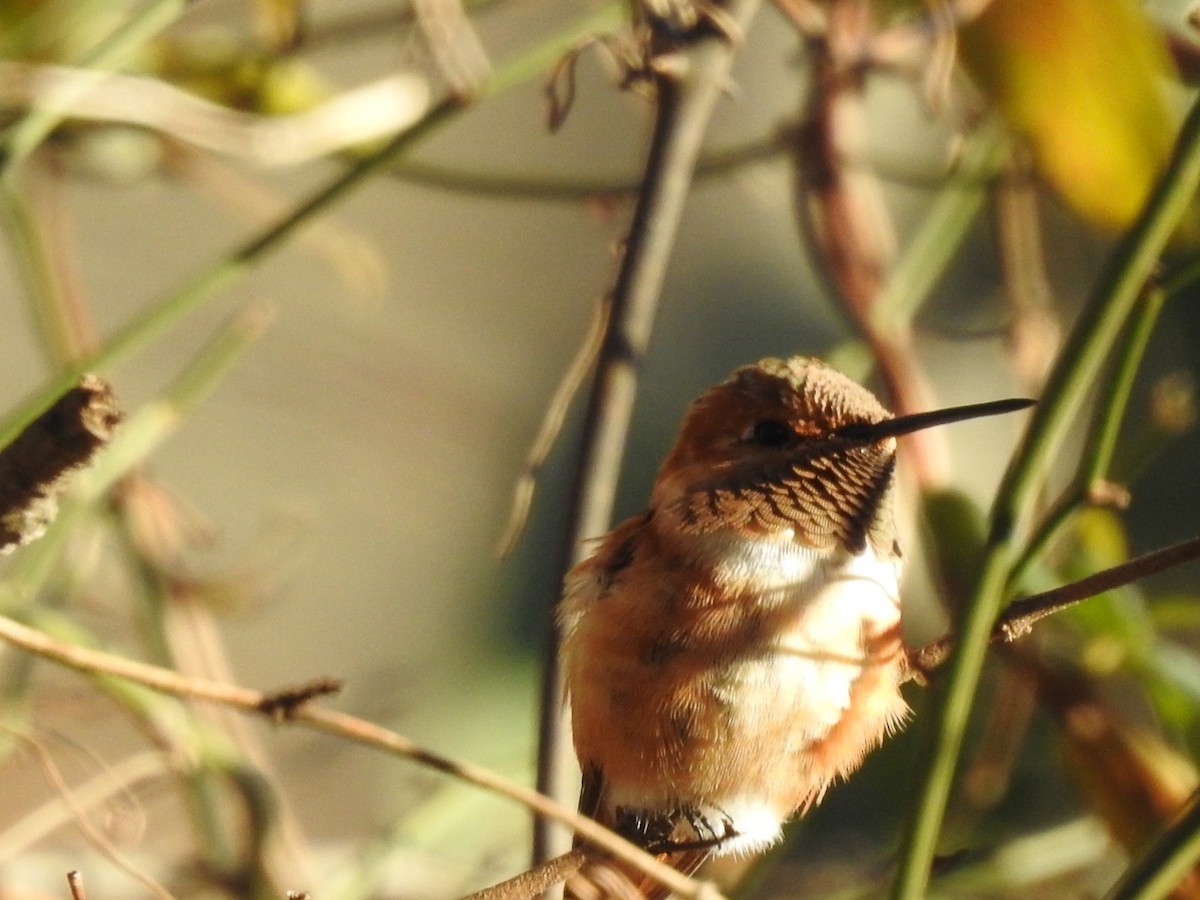 Rufous Hummingbird - ML409746561