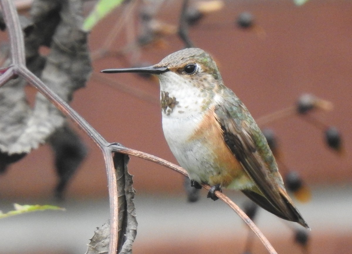 Kızıl Sırtlı Kolibri - ML409746671