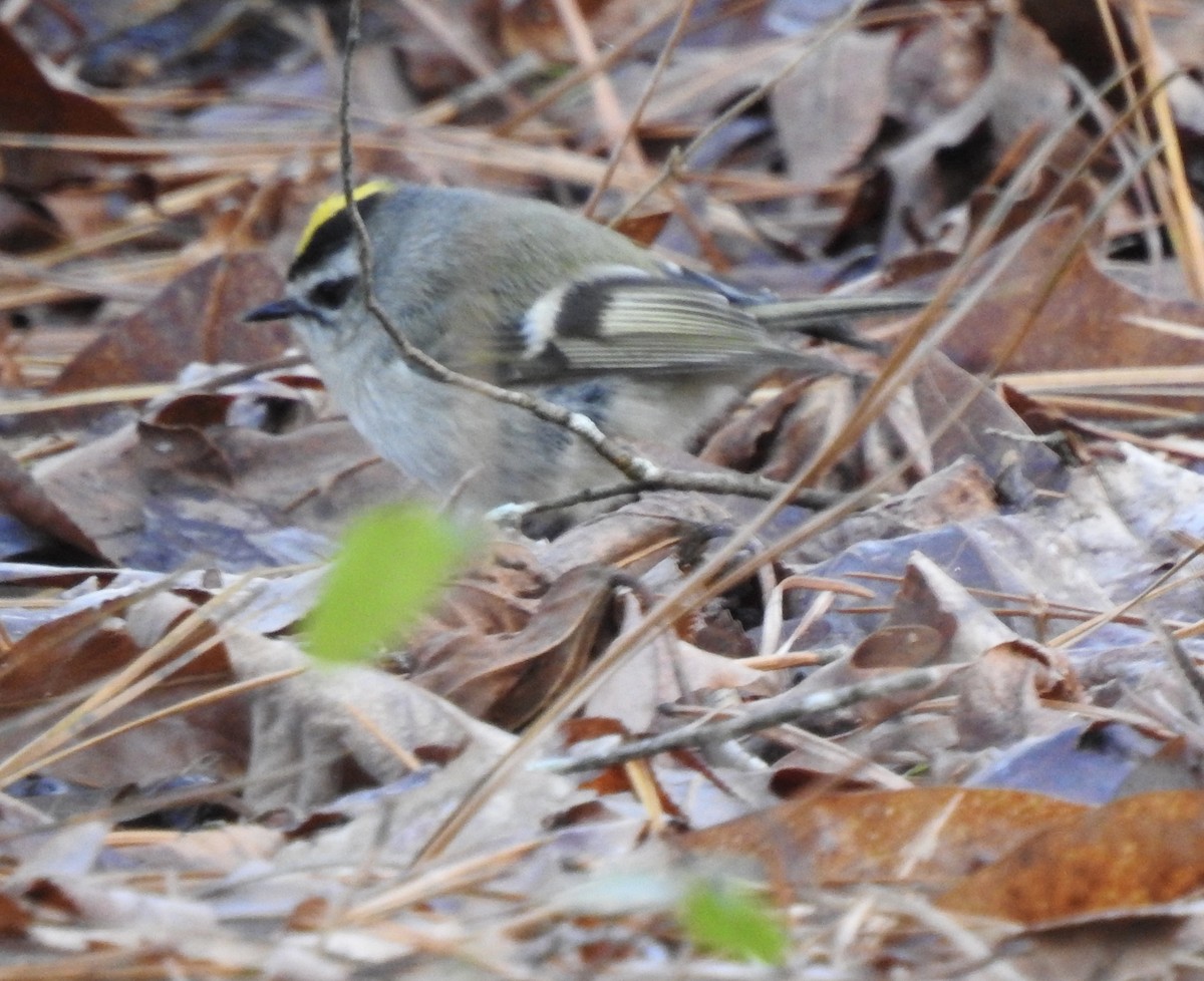 Golden-crowned Kinglet - ML409746831