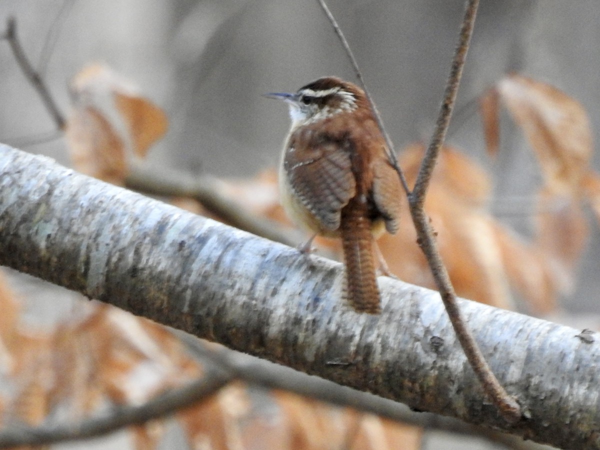 Carolina Wren - ML409746871