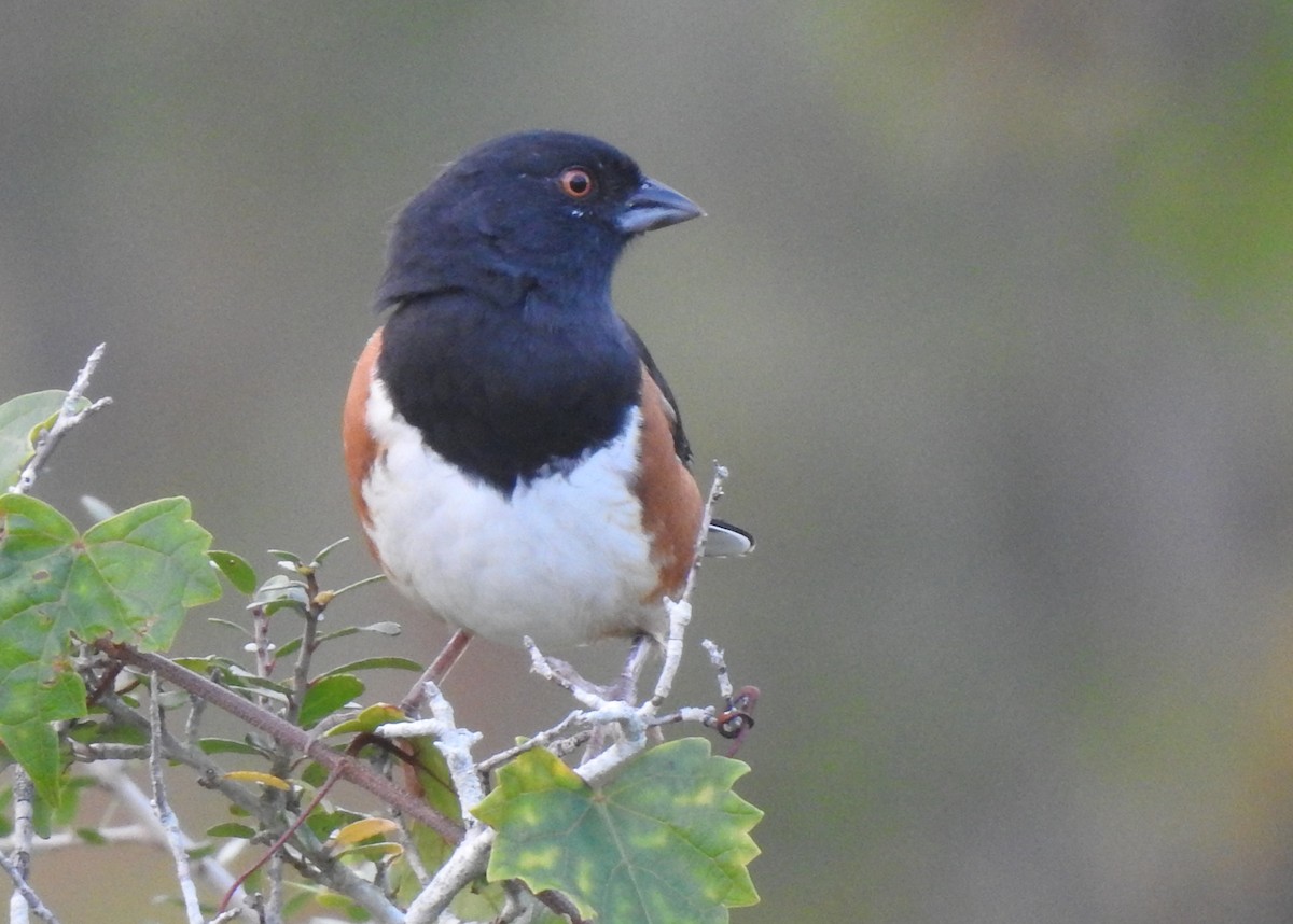 Eastern Towhee - Joel Adams