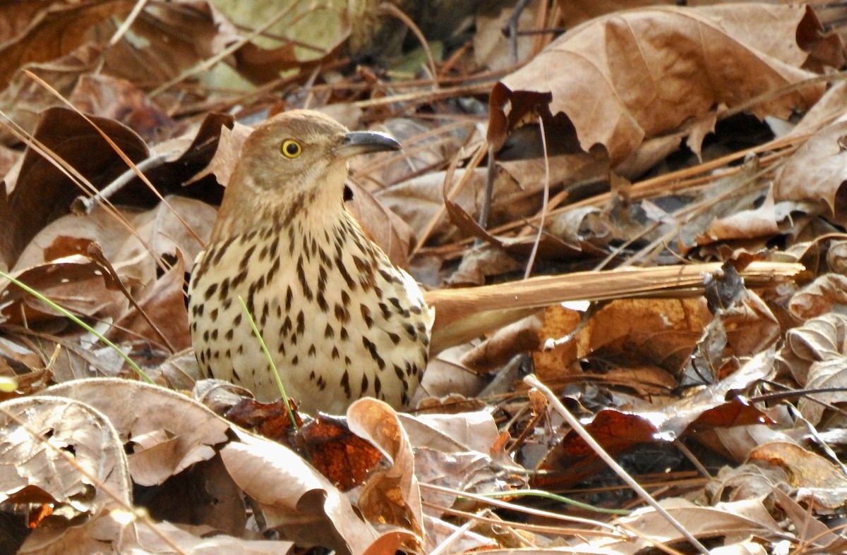 Brown Thrasher - ML409747531