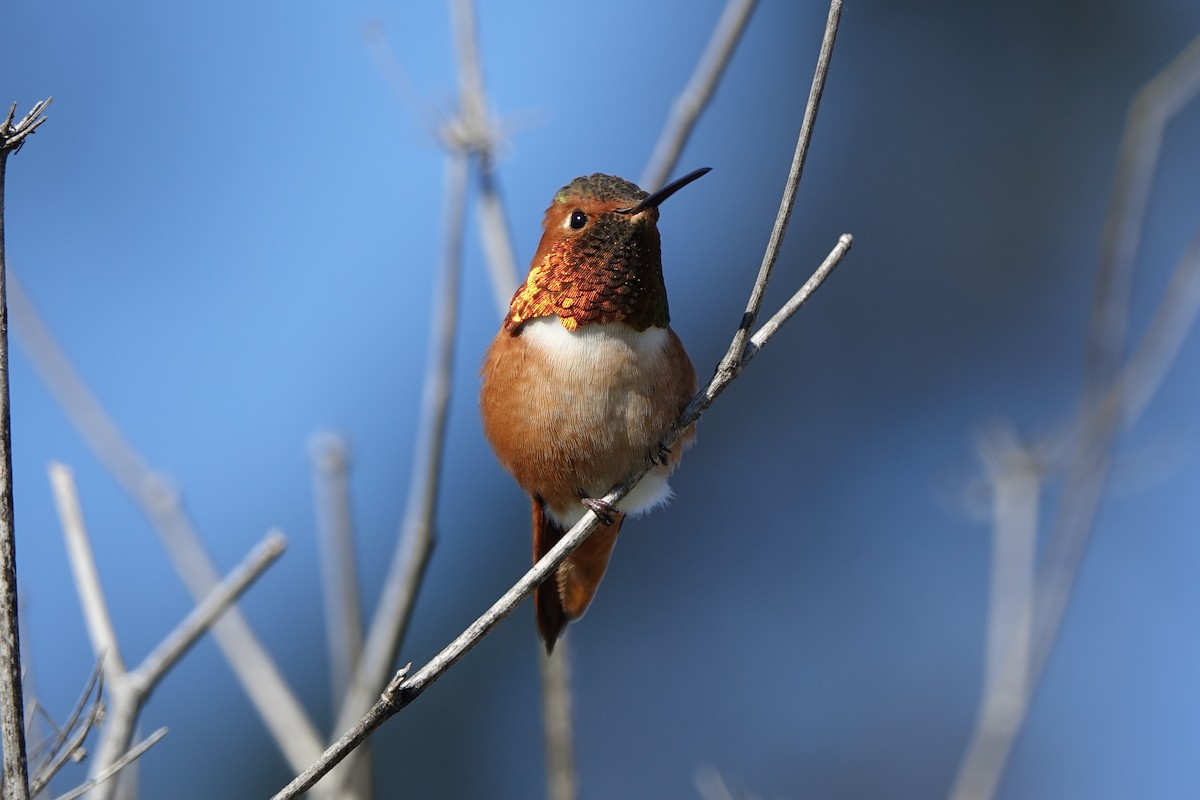 Allen's Hummingbird - Shawn Nielsen