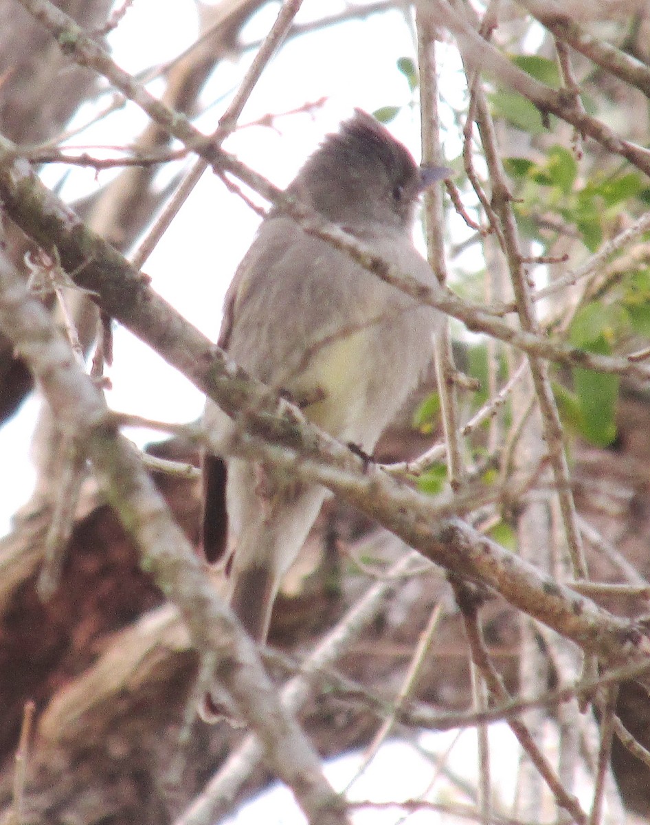 Greater Pewee - ML409750081