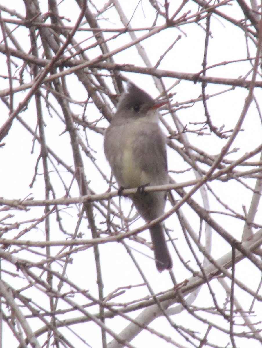 Greater Pewee - ML409750641